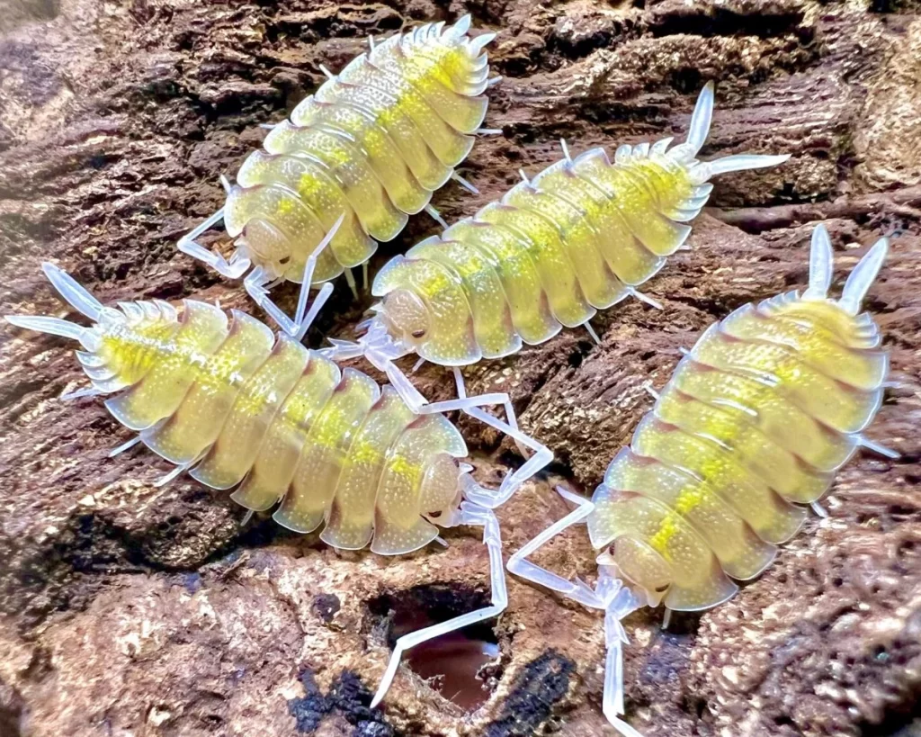 Skeleton isopods
